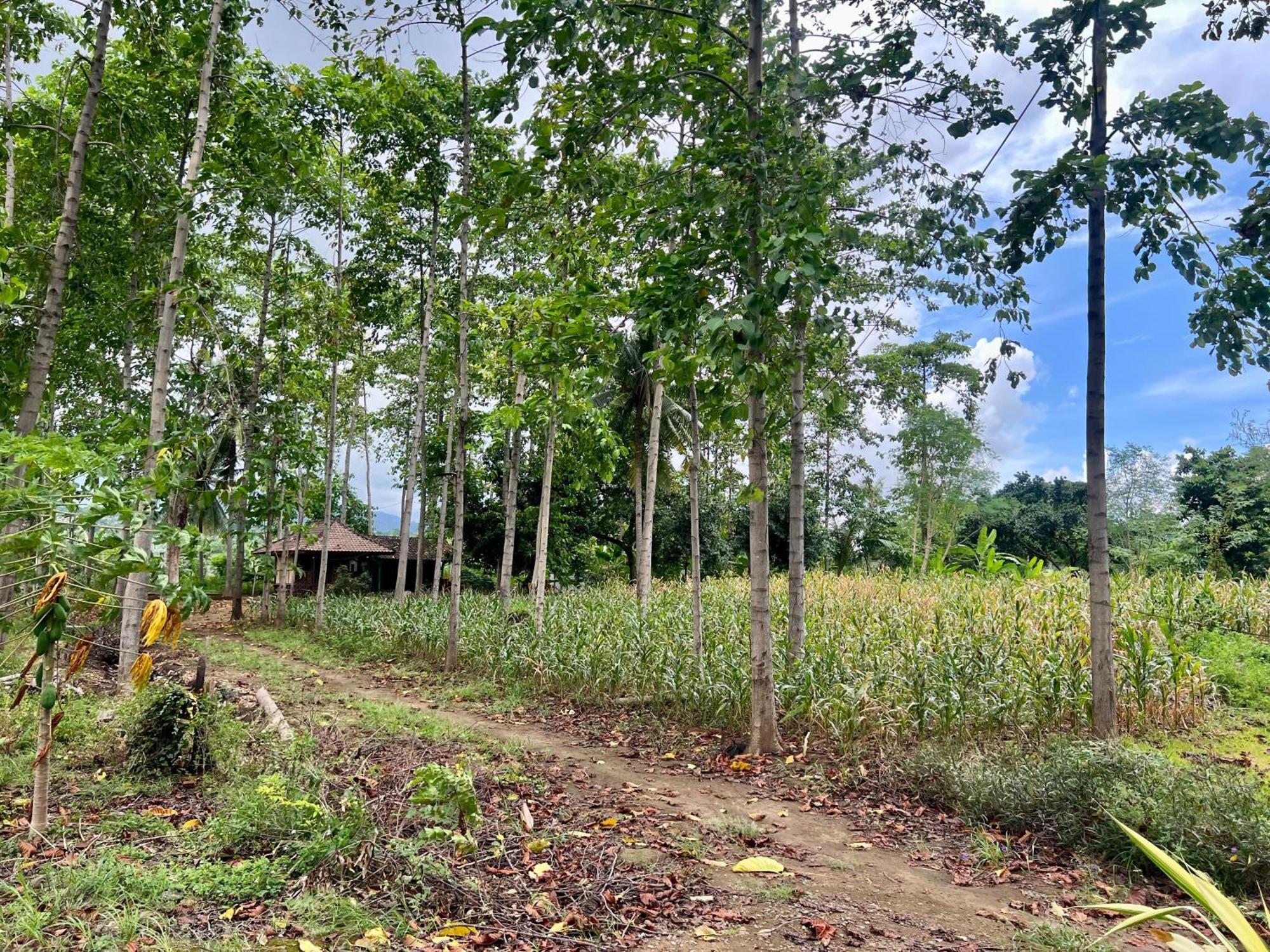 Pohon Purba Resort & Restaurant Labuhan Pandan Eksteriør billede